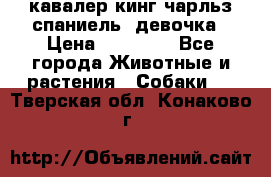  кавалер кинг чарльз спаниель -девочка › Цена ­ 45 000 - Все города Животные и растения » Собаки   . Тверская обл.,Конаково г.